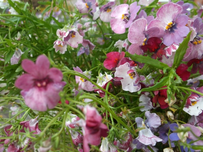 Немезия мантия кардинала