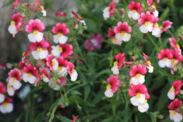 Немезия sunsatia plus