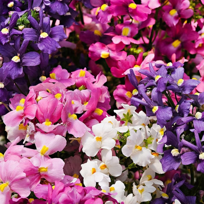 Немезия поэтри микс