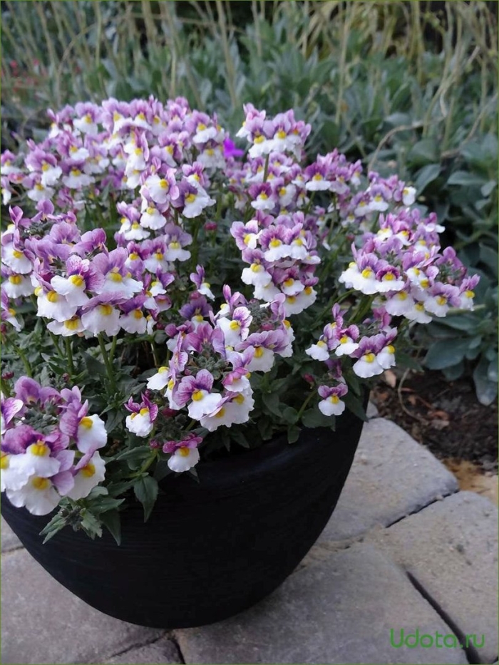 Немезия вегетативная