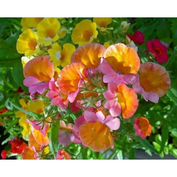 Немезия выращивание из семян в домашних условиях