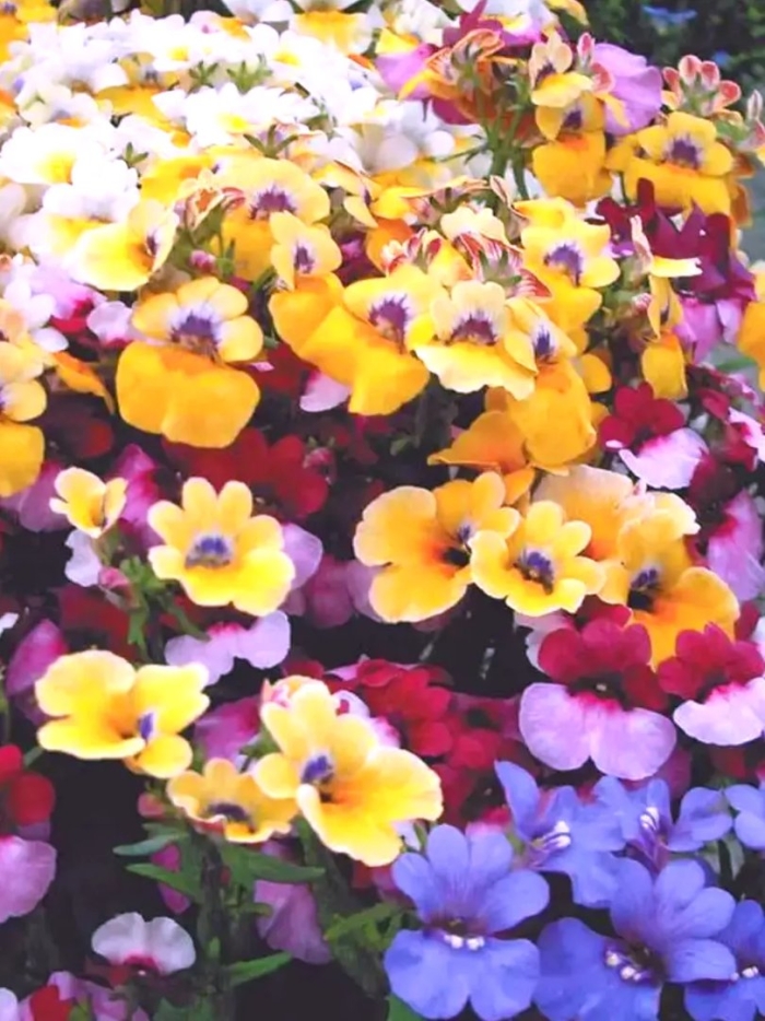 Немезия триумф смесь