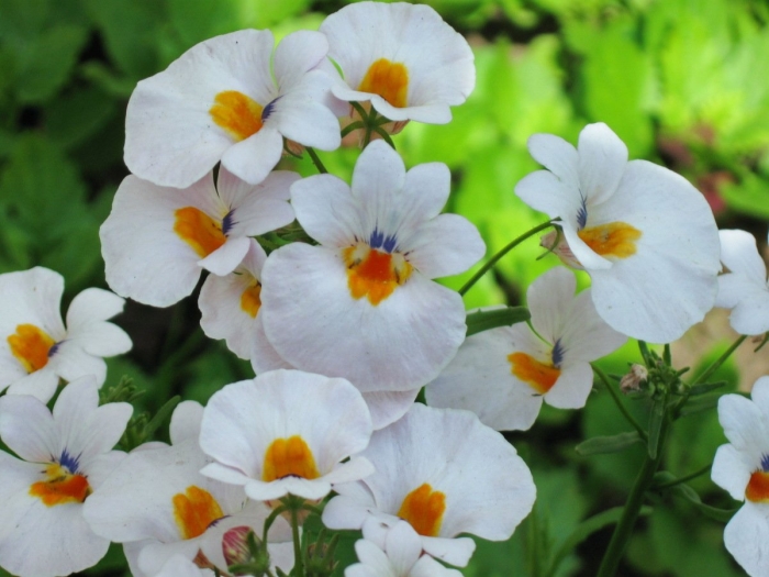 Цветок немезия зобовидная