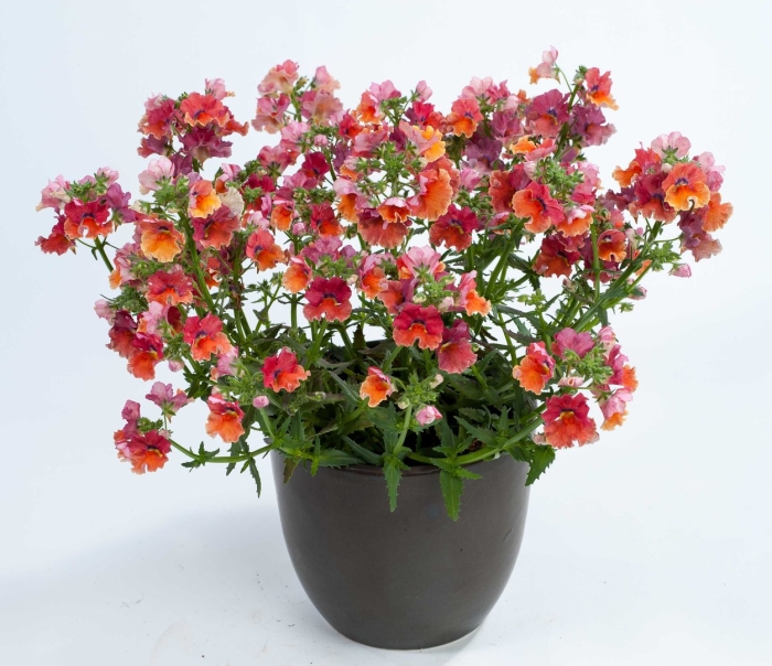 Немезия sunsatia plus mirabelle upright