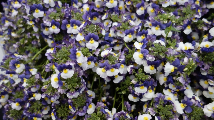 Немезия ампельная