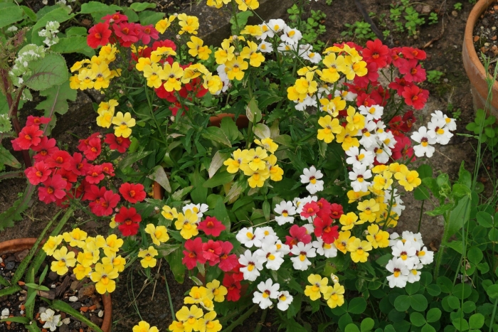 Немезия зобовидная победная песнь смесь