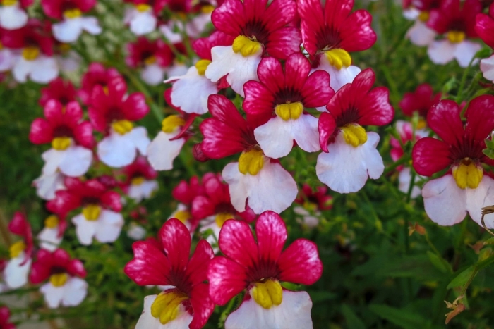 Nemesia strumosa