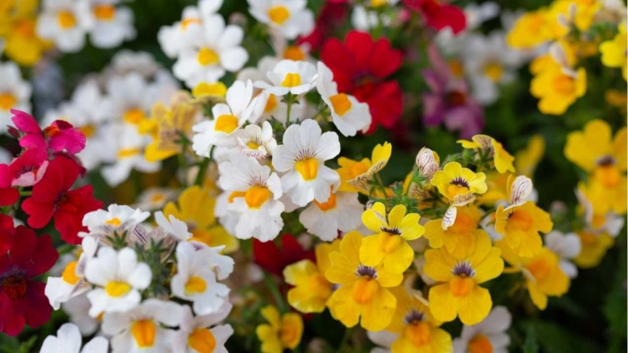 Немезия файер кинг