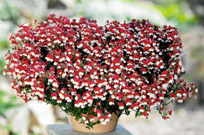 Цветы немезия ампельная