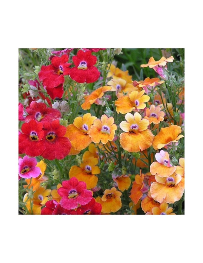 Немезия карнавал