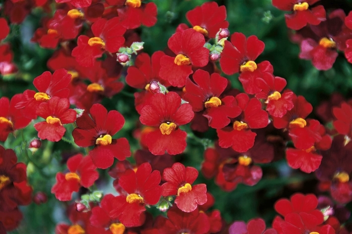 Немезия sunsatia plus granada