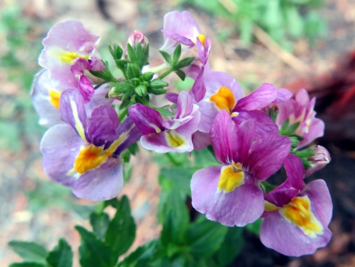 Немезия мантия кардинала