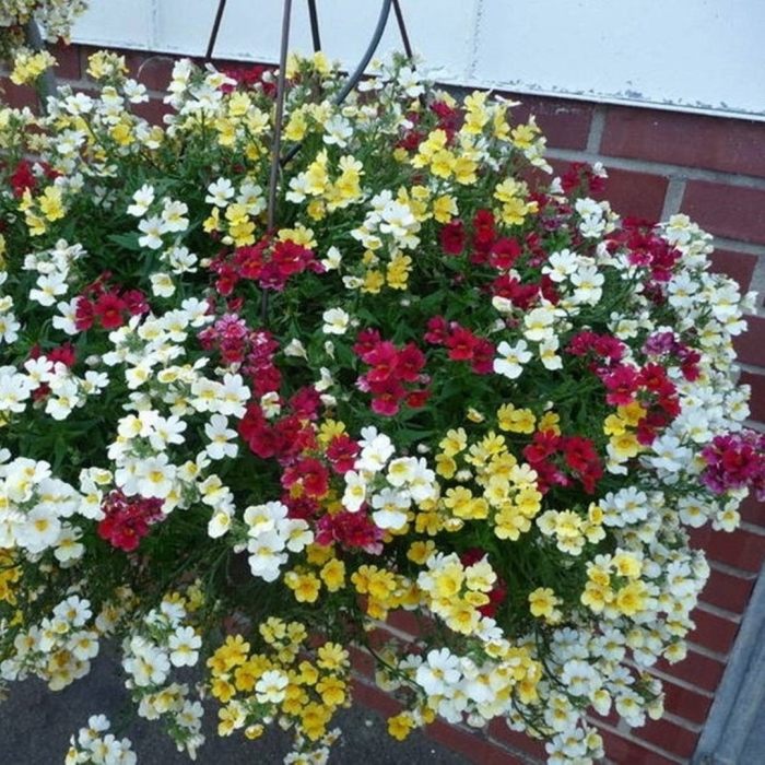 Немезия ампельная