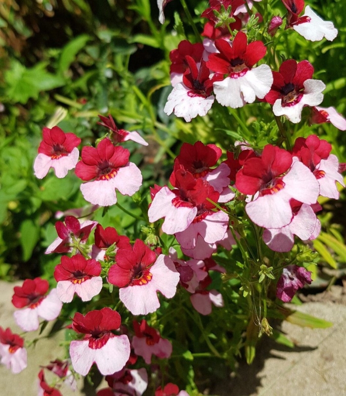 Немезия ампельная