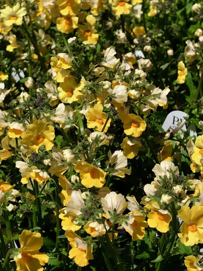 Немезия триумф