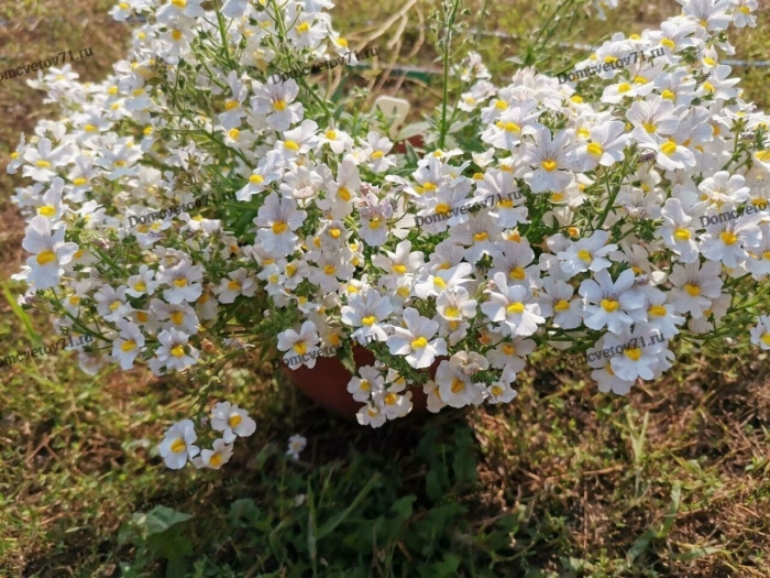 Немезия sunsatia