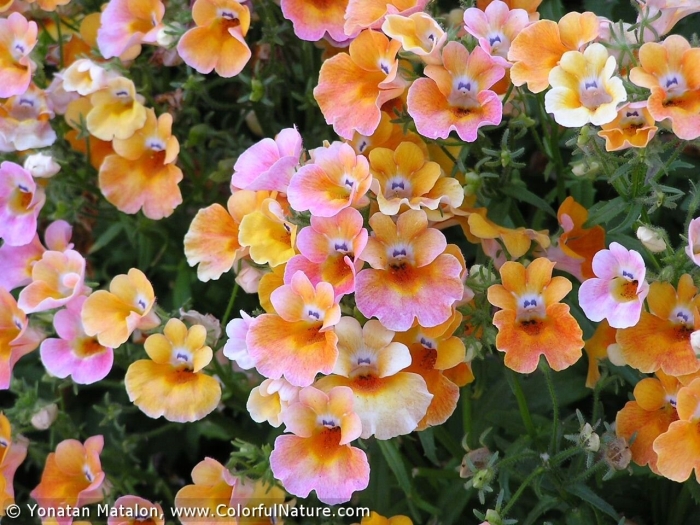 Немезия оранжевая принцесса