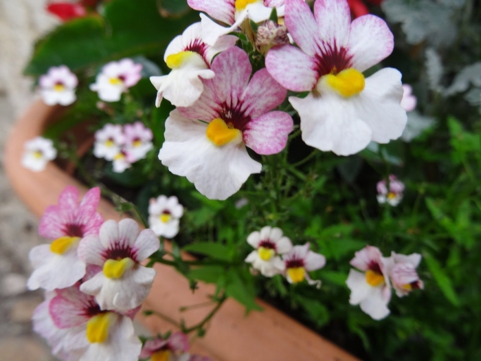 Немезия мантия кардинала