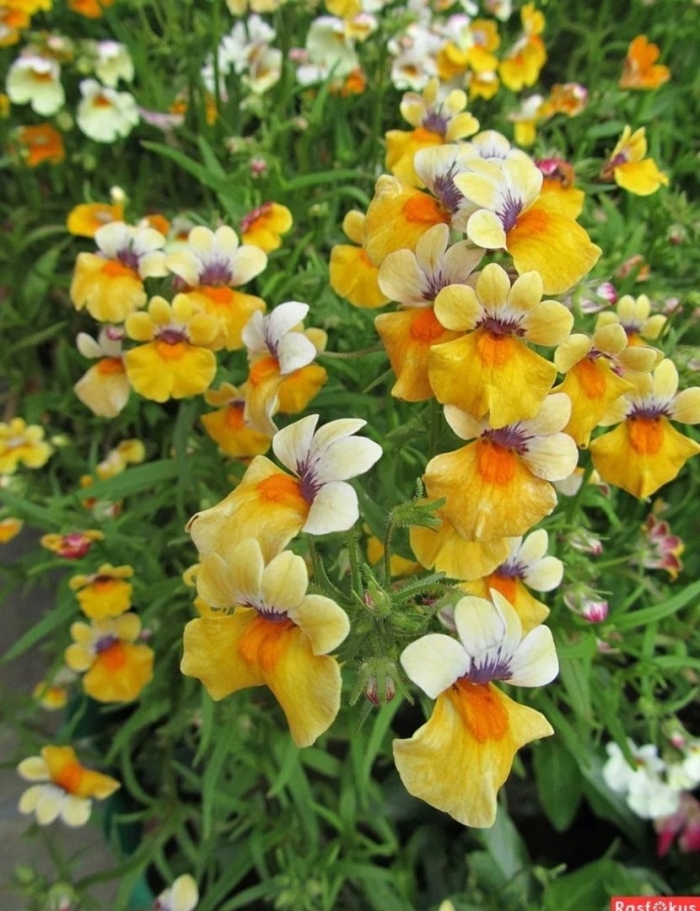 Немезия strumosa