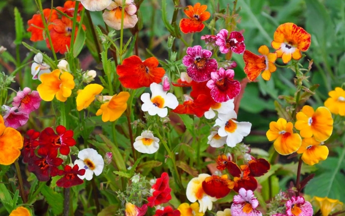 Цветок немезия