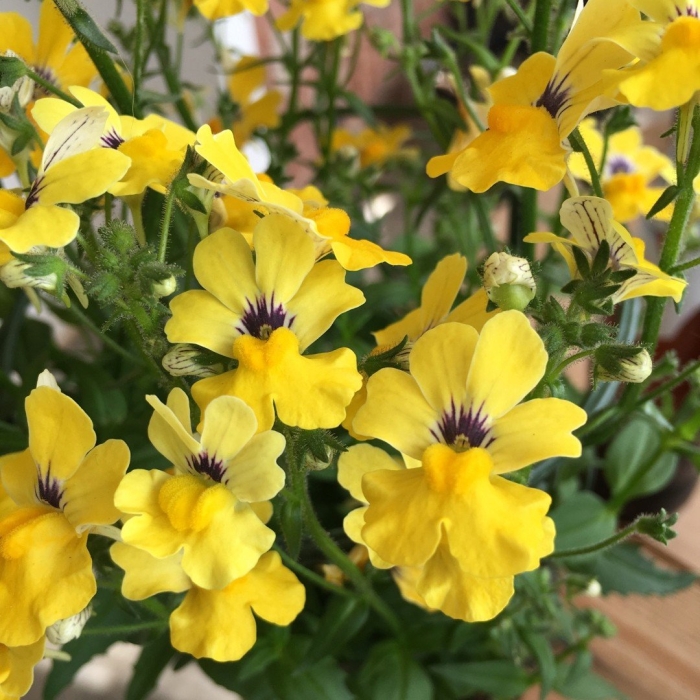 Немезия sunsatia