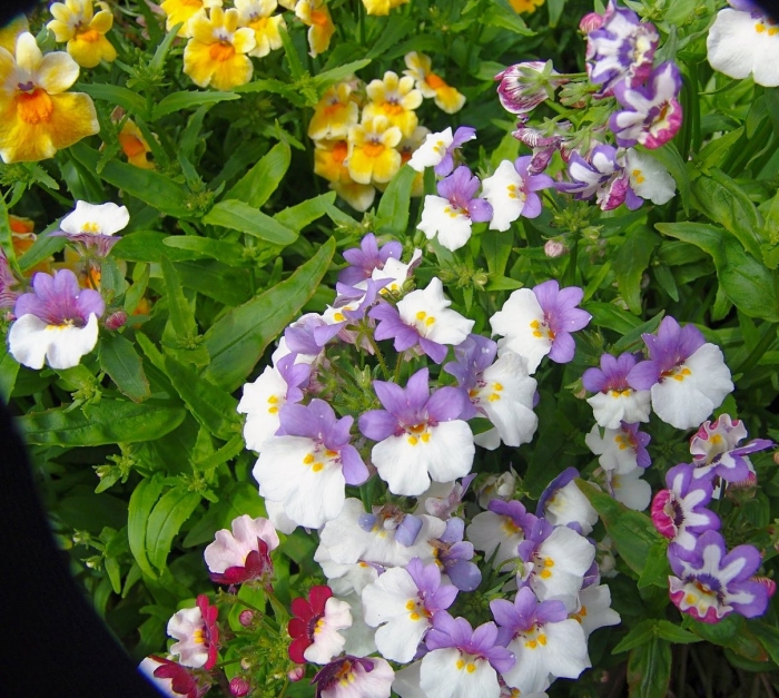 Немезия мантия короля