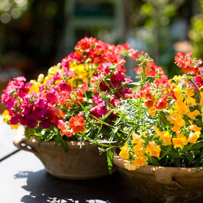 Немезия ампельная вегетативная