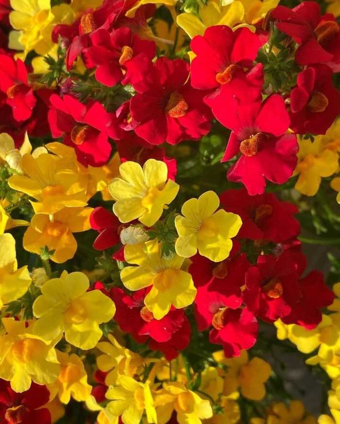 Немезия вегетативная