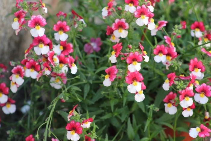 Немезия мантия кардинала