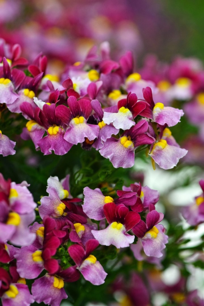 Немезия чаровница