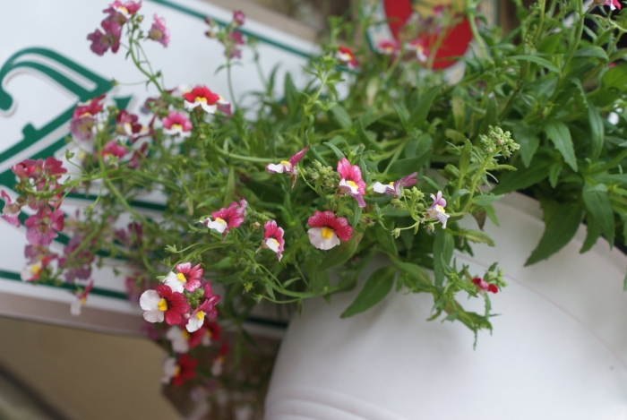 Немезия зобовидная мантия кардинала