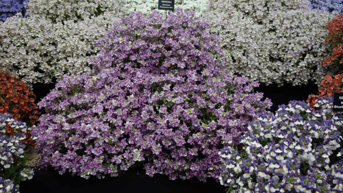 Алиссум вондерленд блю