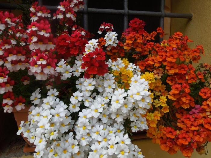 Немезия sunsatia