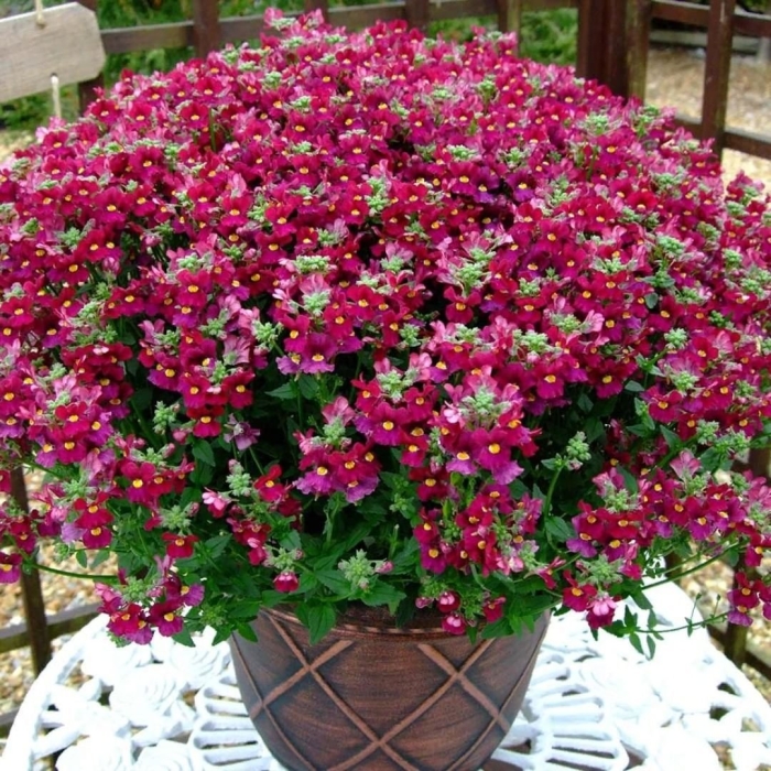 Диасция вегетативная ампельная