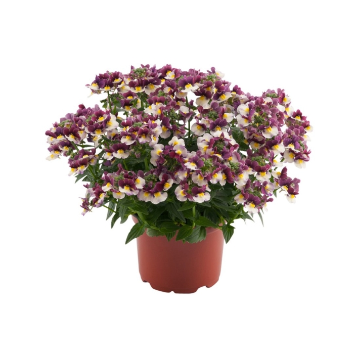 Немезия бургунди вегетативная