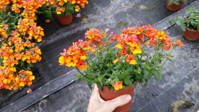 Немезия sunsatia