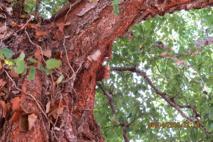 Пробковый дуб