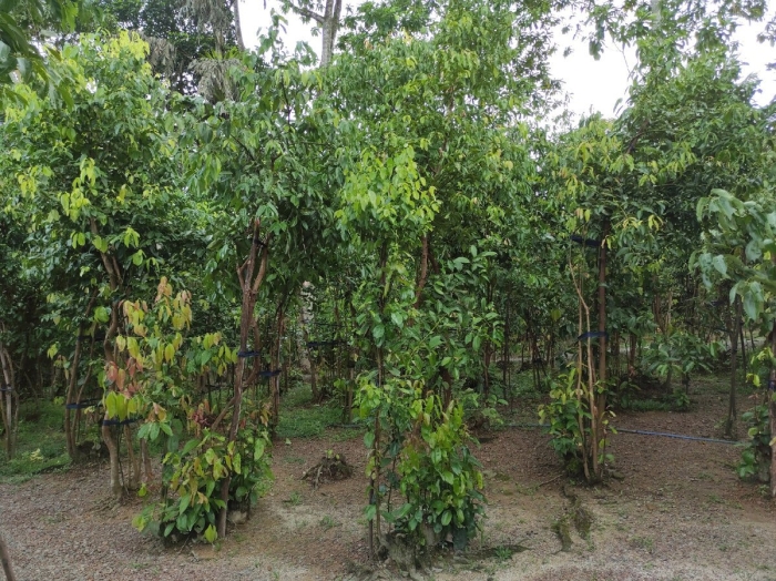 Коричное дерево (cinnamomum zeylanicum)