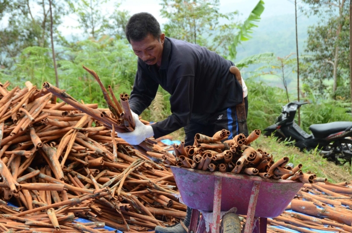Коричное дерево (cinnamomum zeylanicum)
