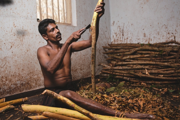 Добыча корицы