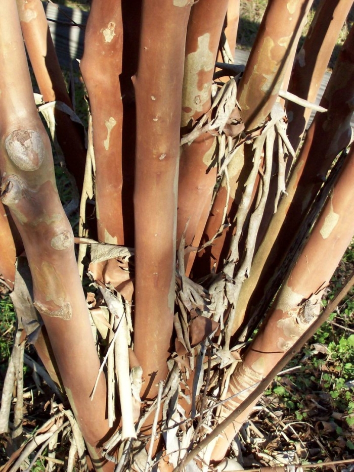 Коричник дерево