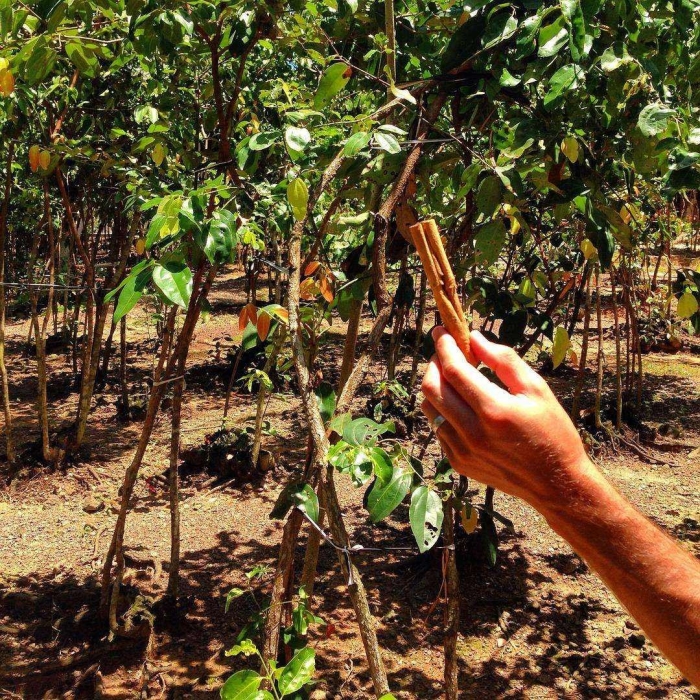 Корица настоящая дерево
