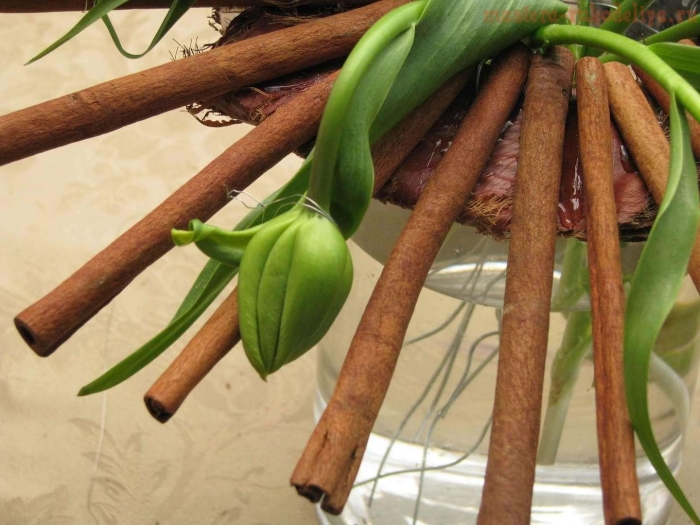 Цейлонская корица дерево