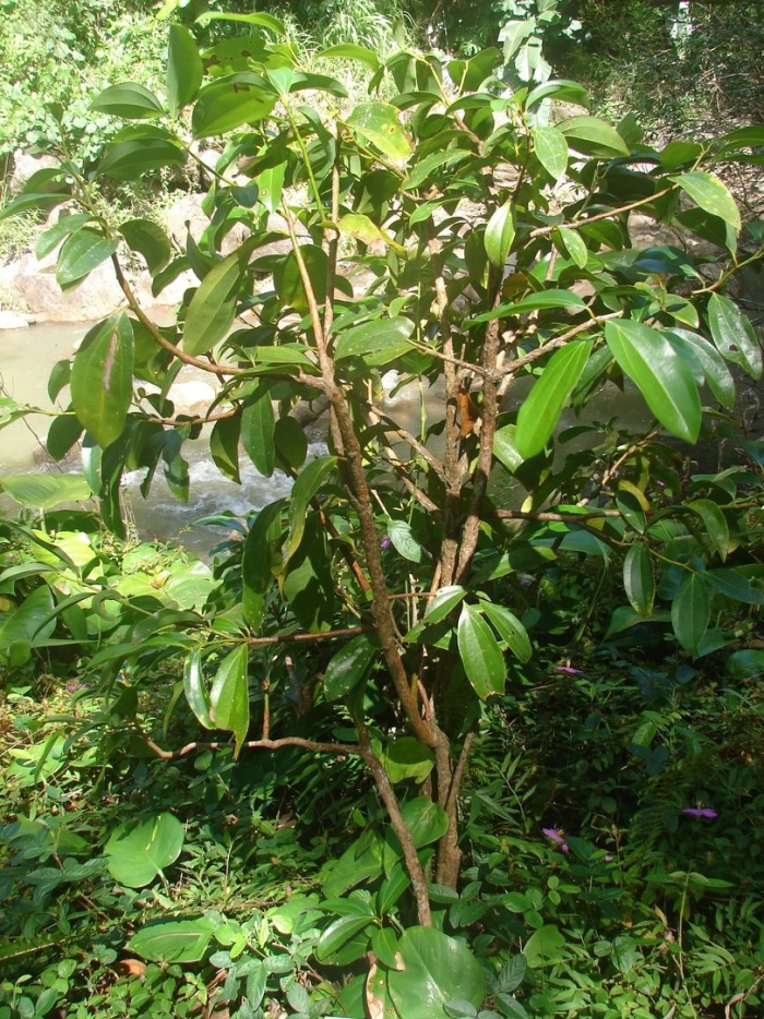 Syzygium malaccense