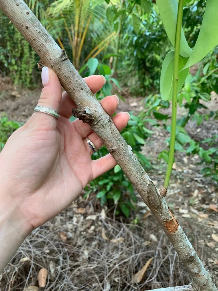 Окулировка абрикоса