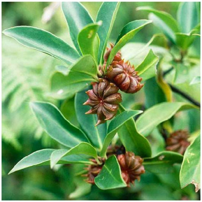 Бадьян растение