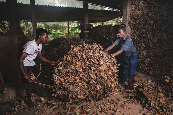 Коричное дерево шри-ланка