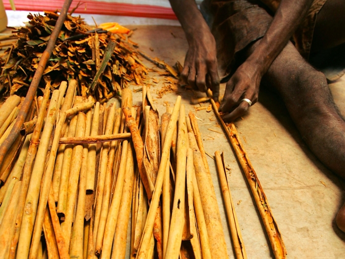 Корица растет