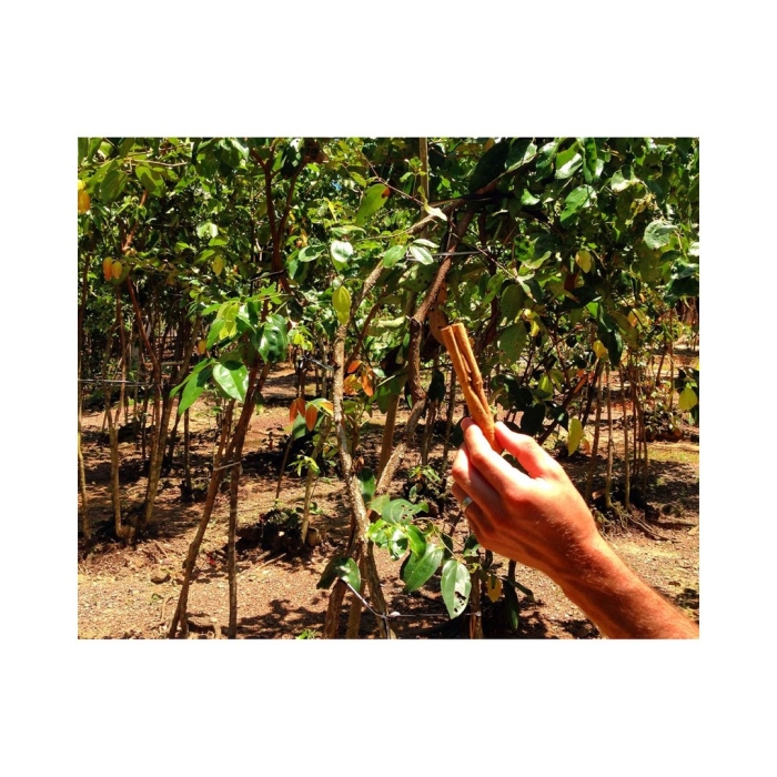 Корица настоящая дерево