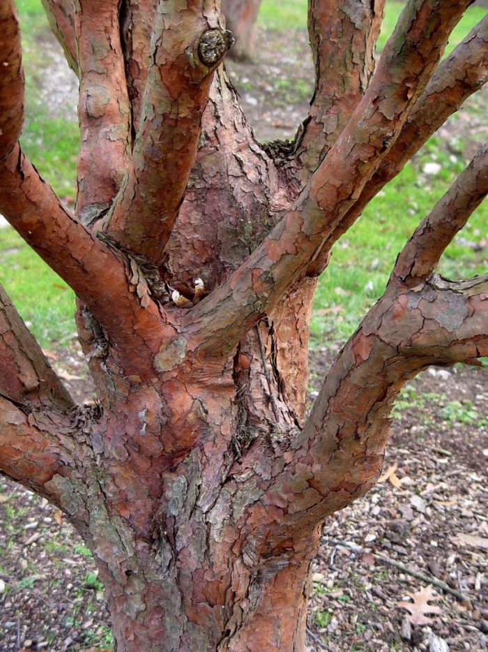 Paperbark maple